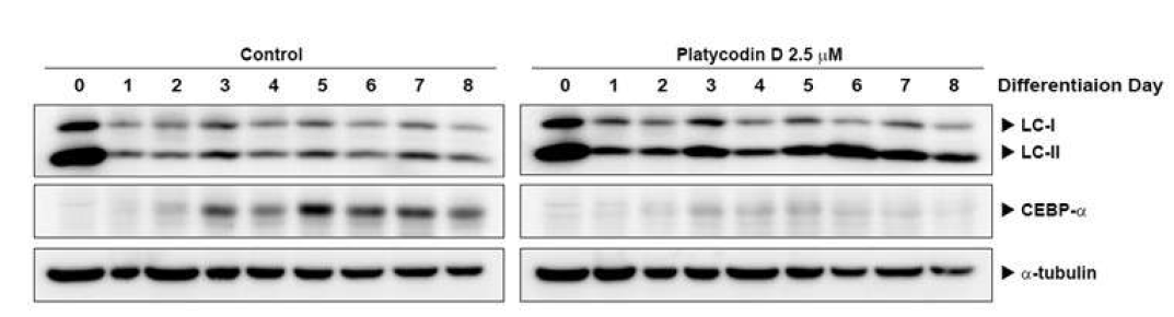 지방세포 분화기간 중 Platycodin D에 의한 제 2 타입 LC3 단백질 발현 증가
