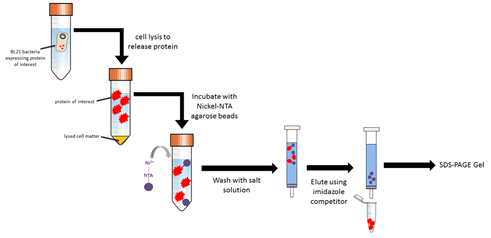 단백질 정제 및 면역반응을 도와주는 단백질과의 결합 유도