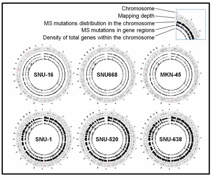 6개의 위암 세포주 유전체에서 WGS를 이용한 circos plot