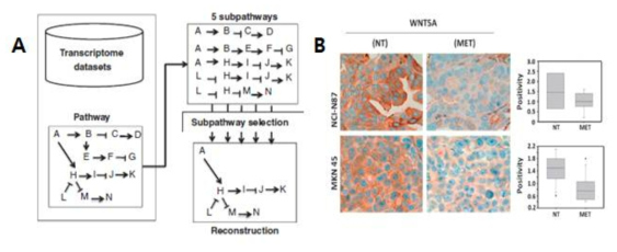 (A) 하나의 유전적 pathway를 통계적 검정이 가능한 subpathway로 분리하여 재조합 하는 과정의 모식도 (B) metformin 투여군과 대조군에 대해서 WNT5A pathway에서 발현여부를 판단하는 결과 사진 및 수치화한 boxplot