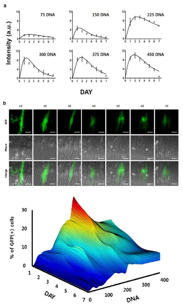 유전자 전달량에 따른 세포 내 형광 발현 강 도 (a) 와 시간에 따른 형광 발현 지속 변화 (b), 유전 자 전달량과 시간의 흐름에 따른 세포 내 유전자 발현 효율 변화(c)