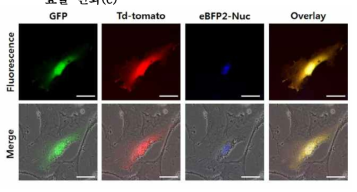단일 세포 내 다중 유전자 동시 발현 효용성을 형광 이미지로 확인