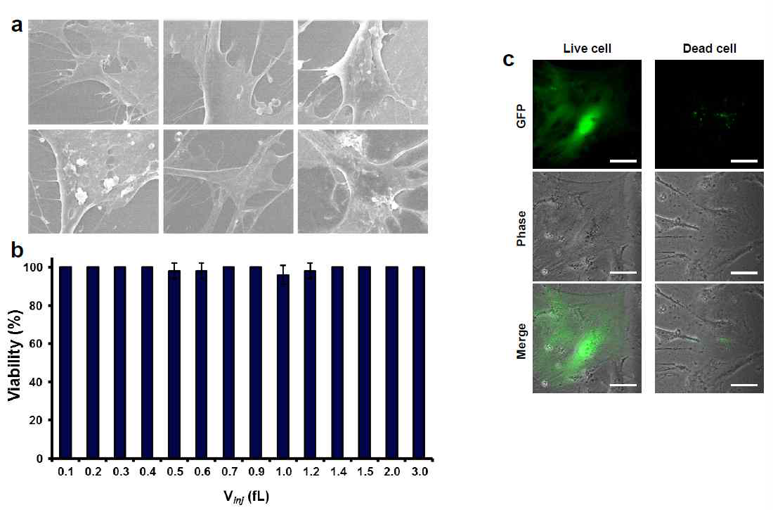 나노 인젝터를 통해 유전자를 전달한 후 전자 현미경을 통해 세포 손상 여부를 관찰 (a), 나노인젝션 시스템의 생체 안정성 평가(b), 형광 추적을 통한 살아있 는 단일 세포와 죽은 세포의 형태 비교 (c)