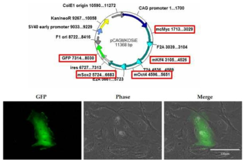 Oct4, Klf4, Sox2, cMyc, GFP 유전자가 하나의 plasmid에 들어있는 plasmid 구조 (a), (a)의 DNA를 이용하여 녹색형광이 발현된 세포의 형광 이미지 (b).