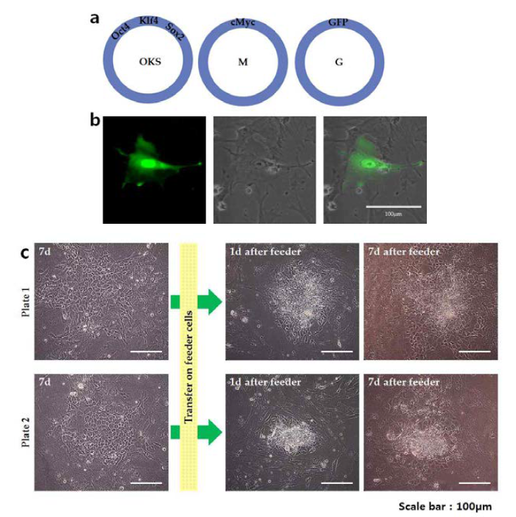 iPS 제작을 위해 주입한 3종류의 plasmid (a), 역분화 인자 주입 후 녹색형광이 발현한 세포의 형광 이미지 (b), 역분화 유 전자 주입 후 세포의 형태변화 관찰