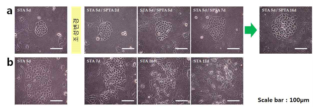 STA 조건에서 형태변화가 일어난 뒤 SPTA로 Cell media 조성을 바꿔준 세포 (a)와 STA의 조성을 그대로 유지시켜 준 세포 (b)의 비교 이미지.