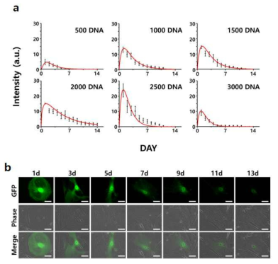 정량적 유전자 전달량에 따른 형광발현 강도와 시간에 따른 지속률 (a), 단일 세포의 시간 변화에 따른 형광 발현 강도 변 화 이미지 (b)