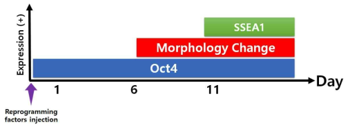 단일 동물 체세포의 시간 변화에 따른 초기 역분화 과정의 유전자 발현 시기 분석