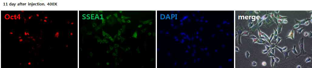 역분화 인자 주입 11일째, 주입 유전자인 Oct4와 전능성 마커인 SSEA1 확인