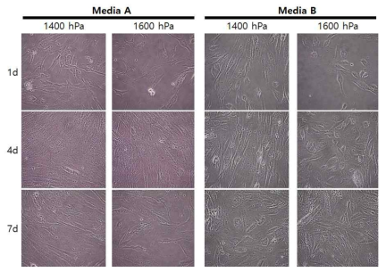 1400hPa/0.6 sec, 1600hPa/0.6 sec 두 실험 조건으로 세포 배양 Media 조성 여부를 달리하여 시간 흐름에 따라 세포의 형태변화를 관찰