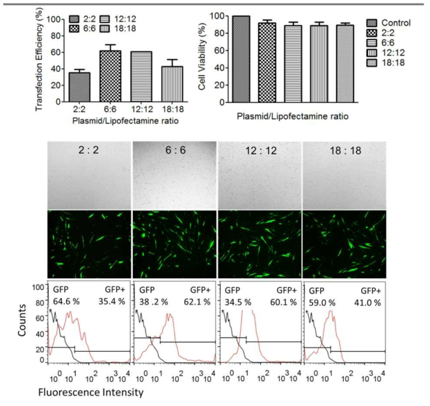 리포펙타민과 플라스미드의 비율을 1:1로 고정시키고 양을 증가시키면서 유전자 전달 효율 측정.