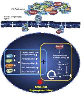 Reprogramming 효율을 향상시키기 위한 유도만능줄기세포에서 추출한 Zscan4 단백질 기 전 모식도