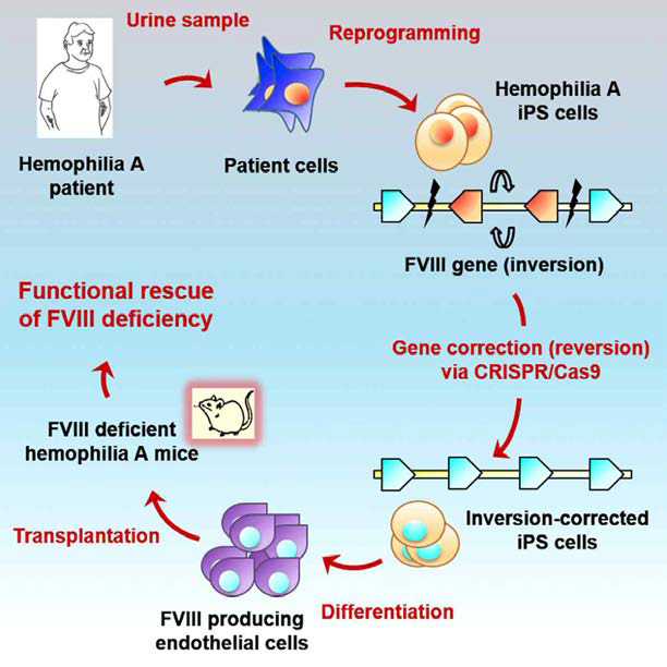 혈우병 환자의 유도만능줄기세포를 크리스퍼 유전자 가 위 기술을 이용하여 유전자 교정 후 혈관내피세포로 분화시킨 후 동물에 이식하였을 때 혈액 응고 효과의 향상을 나타내는 모식도