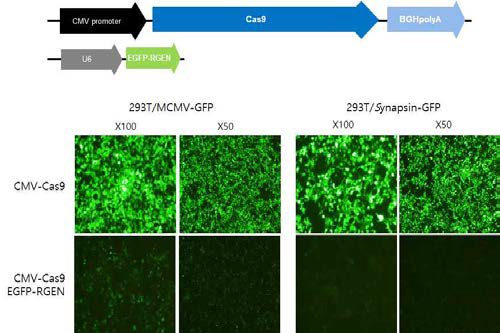 형질도입 후 렌티 Cas9 벡터와 EGFP-RGEN 벡터의 유효성 확인