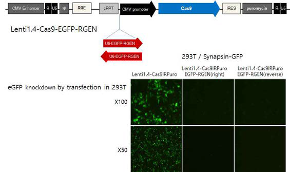 Cas9/EGFP-RGEN 단일 렌티벡터 구축 및 세포내 유효성 확인