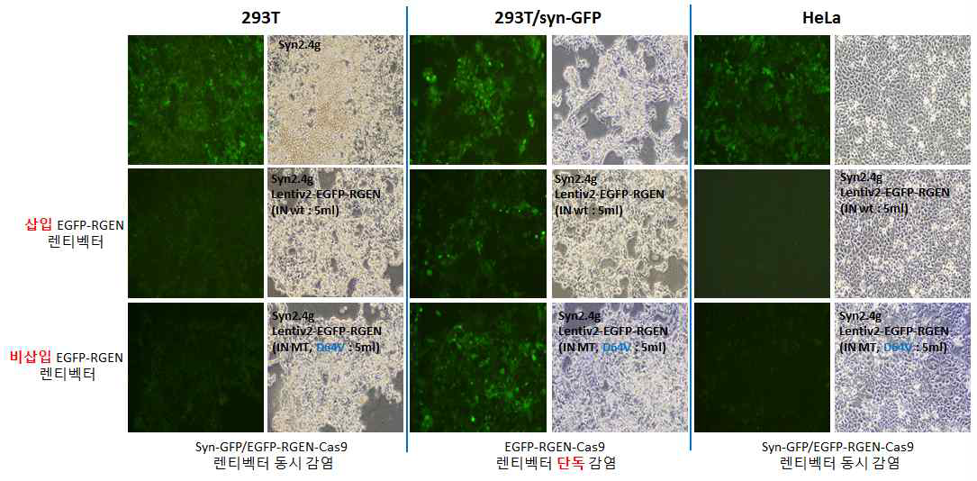 삽입/비삽입 EGFP-RGEN-Cas9 렌티벡터 유효성 확인