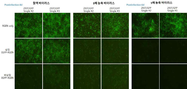 a.293T/GFP 단일 세포에서 삽입/비삽입 EGFP-RGEN-Cas9 유효성 확인