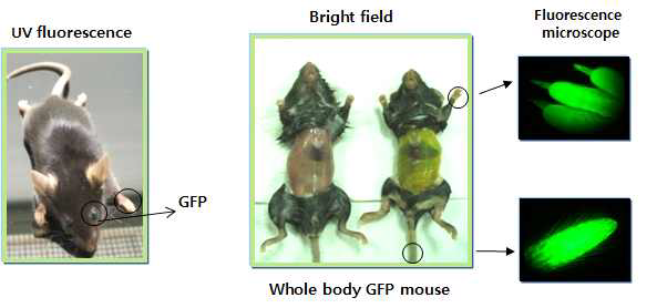 Whole body GFP 모델마우스