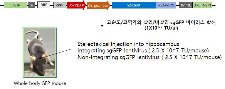 Hippocampus로 삽입/비삽입 sgGFP 렌티바이러스 주입