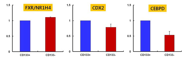 CD133+세포와 CD133-세포에서 transcription factor의 발현 검증