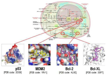 암세포 사멸을 유도하는 항암약물-타겟 단백질 복합체 삼차구조 검색