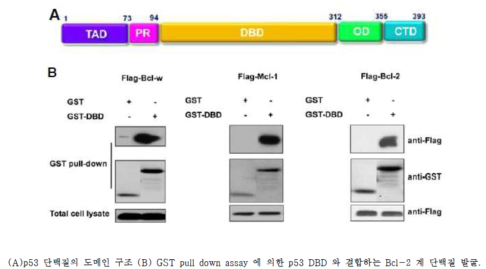 p53 DBD 와 anti-apoptotic Bcl-2 계 단백질간 결합