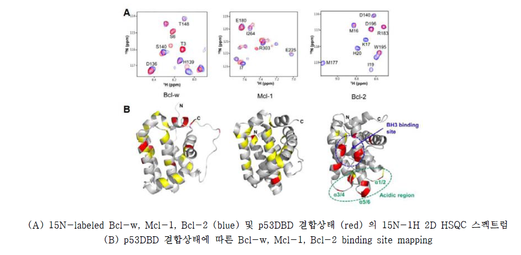 p53 DBD 결합에 의한 anti-apoptotic Bcl-2 family proteins, Bcl-w, Mcl-1 과 Bcl-2 의 NMR chemical shift perturbations.