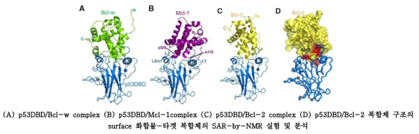 p53 DBD 와 anti-apoptotic Bcl-2 family proteins 복합체 구조 모델.