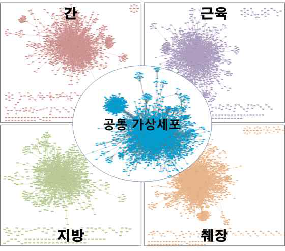 당뇨 연관 조직 별 가상세포 구성