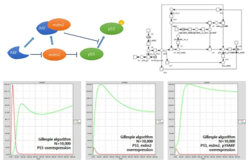 p53-mdm2 network Stochastic Petri net simulation 결과