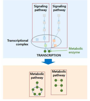 전사인자-타깃 정보 기반 신호경로-대사경로 연계 구축 방법 개념도