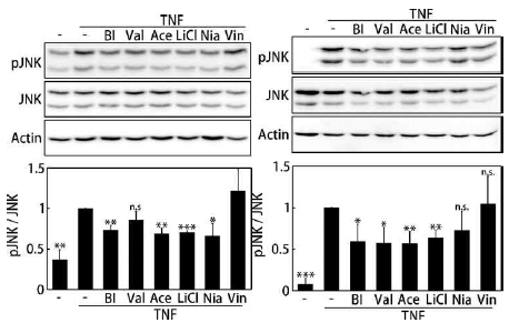 JNK Phosphorylation 실험 결과 (HepG2, 3T3-L1)