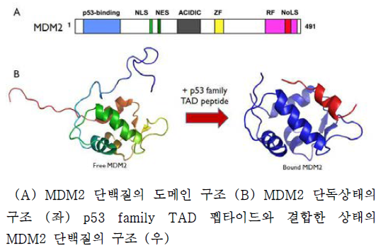 MDM2 단백질의 구조