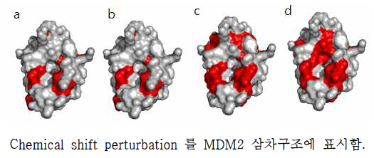 삼차구조 상에서 MDM2 단백질의 chemical library 유래 화합물 결합 부위 mapping.