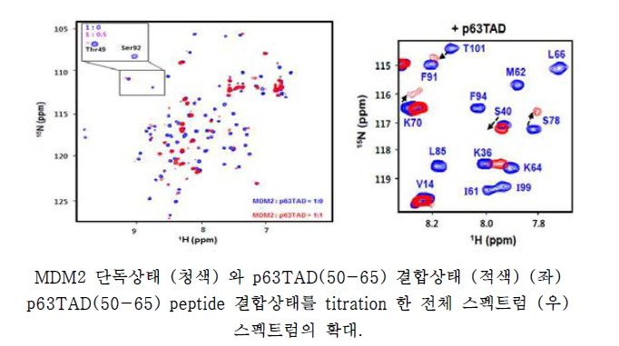 NMR 분광법에 의한 p63TAD(50-65) 펩타이드와 MDM2 단백질 간의 결합활성 측정.