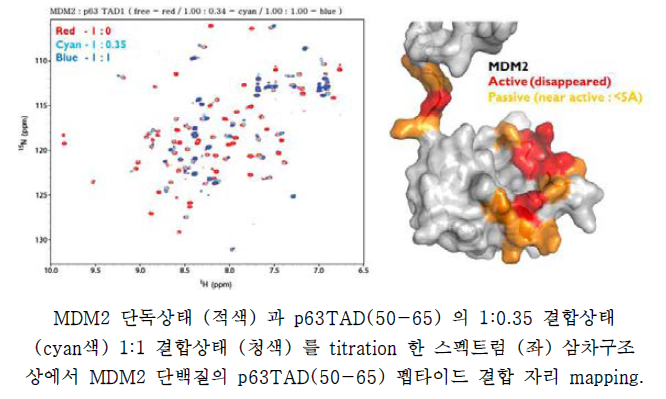 NMR 분광법에 의한 p63TAD(50-65) 펩타이드와 MDM2 단백질 간의 결합자리 규명.