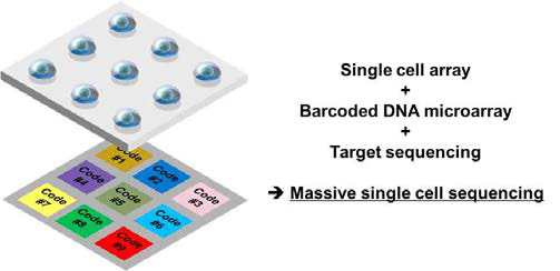 단일세포 구분이 가능한 바코드 염기서열 및 대량의 단일세포 시퀀싱 구상도