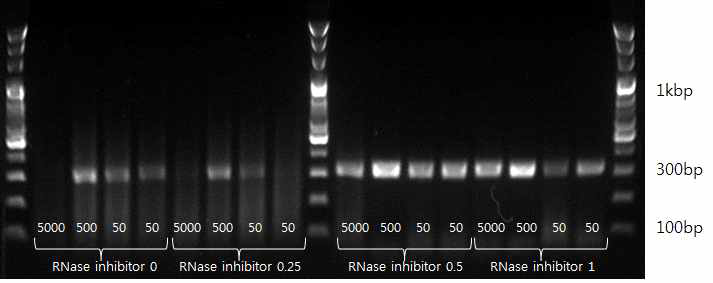 RNase Inhibitor의 양에 따른 PCR 효율