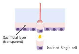 Sacrificial layer (ITO) 코팅 슬라이드와 레이저를 이용한 단일 세포의 분리