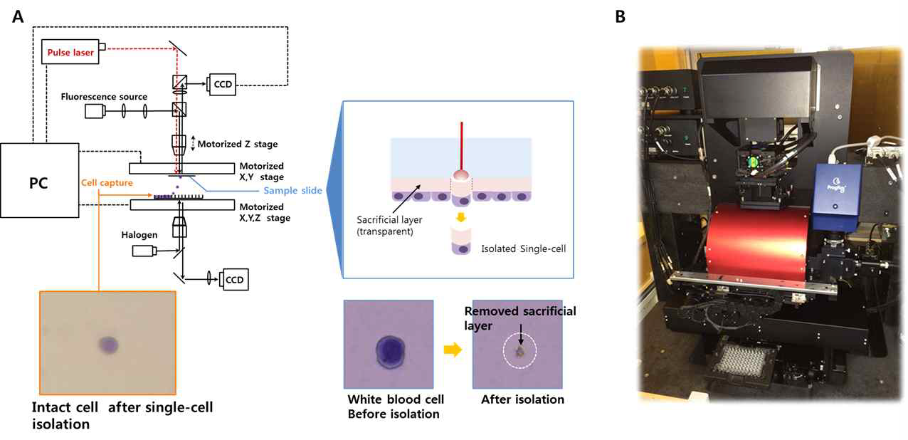 (A) 시스템의 구조 및 세포 분리 결과; (B) 실제 제작된 세포 분리 시스템