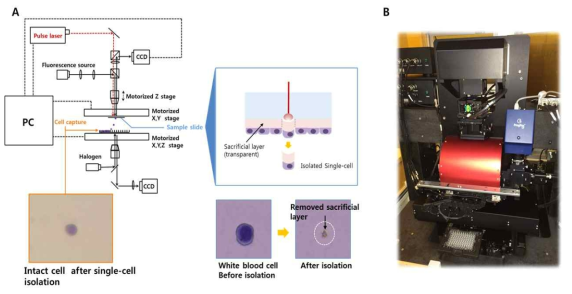 (A) 시스템의 구조 및 세포 분리 결과; (B) 실제 제작된 세포 분리 시스템 슬라이드에서 암세포의 모양과 위치 확인 후 laser를 통해 세포 회수
