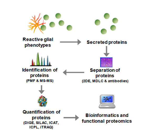 글리아세포 단백체 분석 체계