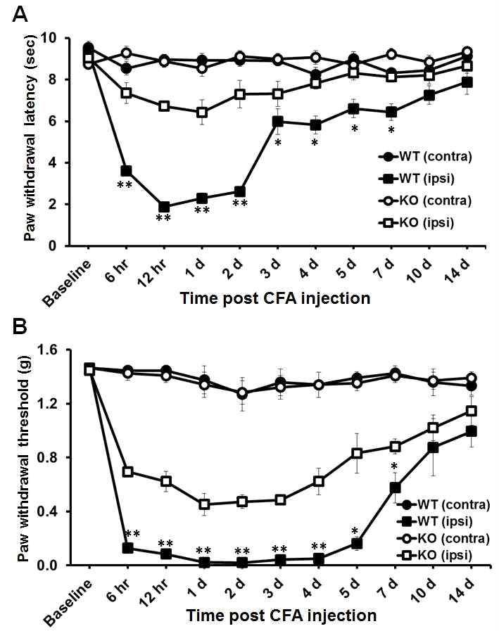 정상 및 LCN2 KO 생쥐에서 염증성 통증 반응 비교