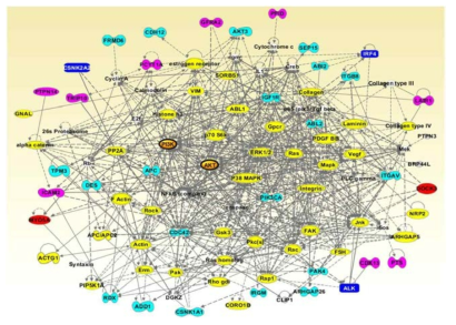 세포이동 조절 유전자의 상호작용 네트워크