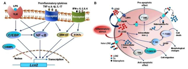 Transcriptional regulation of Lcn2 gene expression and the diverse biological effects exerted by LCN2 at the molecular and cellular levels.