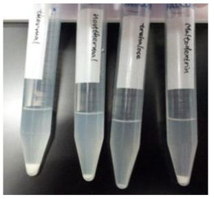 재수화 된 동결건조 WPI nanocapsule