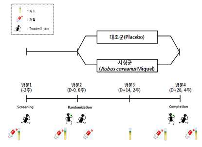 Experimental design of exercise-induced oxidative stress model