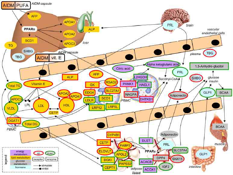 Example of main effects of the dietary mix on metabolism-related processes