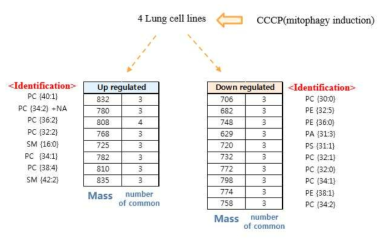 4개의 세포주에서 CCCP 처리 후 공통적으로 증가/감소 한 지질체 확인.