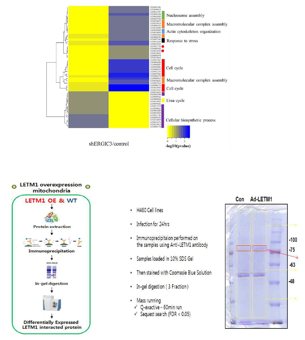 LETM1 interacted protein analysis